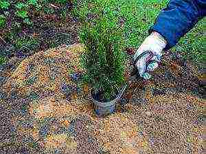 thuja planting and care in the open field in the Leningrad region