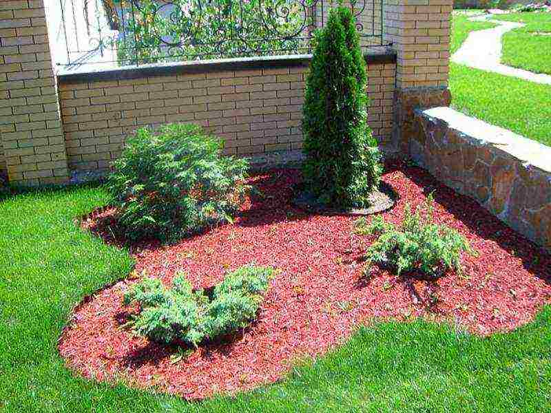 thuja planting and care in the open field in the Leningrad region