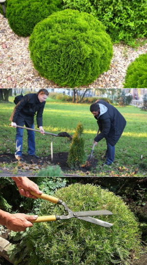 زراعة thuja والعناية في الحقول المفتوحة في منطقة لينينغراد