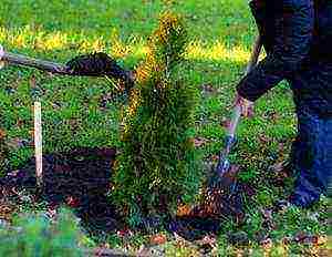 thuja planting and care in the open field in the Leningrad region