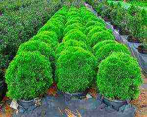 thuja planting and care in the open field in the Leningrad region