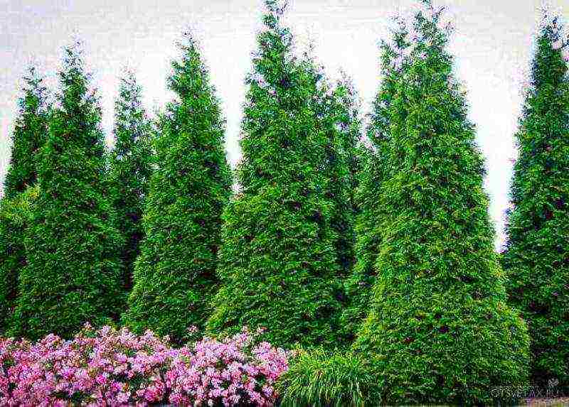 thuja planting and care in the open field in the Leningrad region