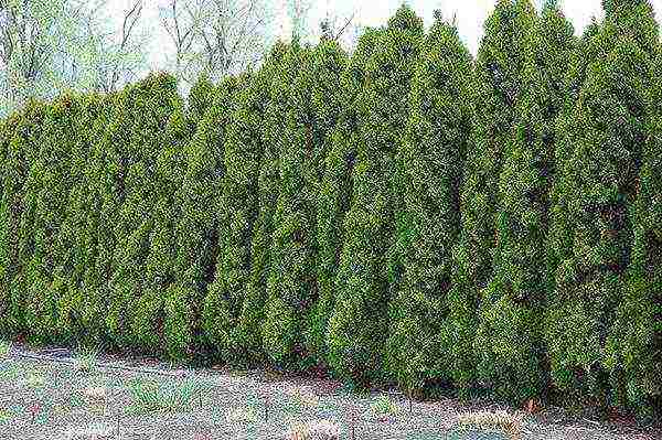thuja planting and care in the open field in the Leningrad region