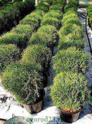 زراعة thuja والعناية في الحقول المفتوحة في منطقة لينينغراد