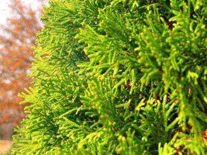 زراعة thuja والعناية في الحقول المفتوحة في منطقة لينينغراد