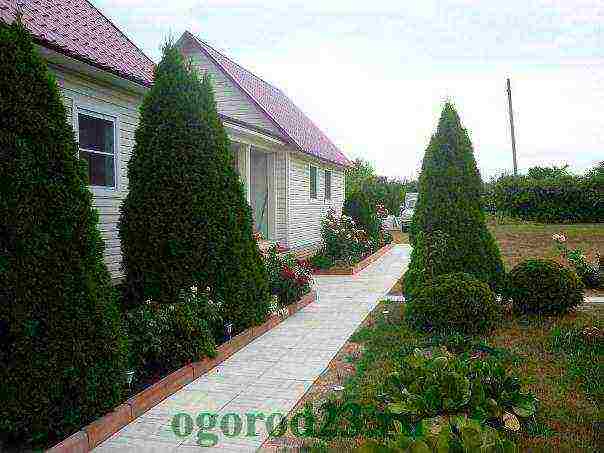 thuja planting and care outdoors in spring