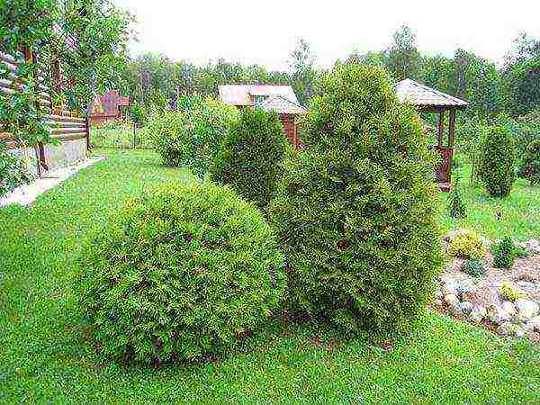 thuja planting and care outdoors in spring