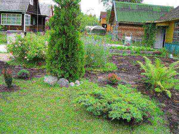 thuja planting and care in the open field in spring