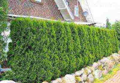 thuja planting and care outdoors in spring