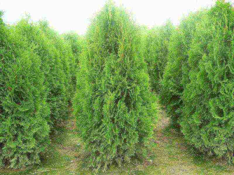 thuja planting and care outdoors in spring