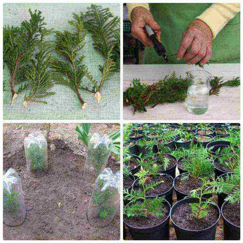 thuja reproduction planting and care in the open field