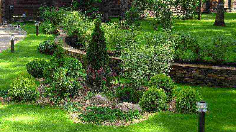 thuja reproduction planting and care in the open field
