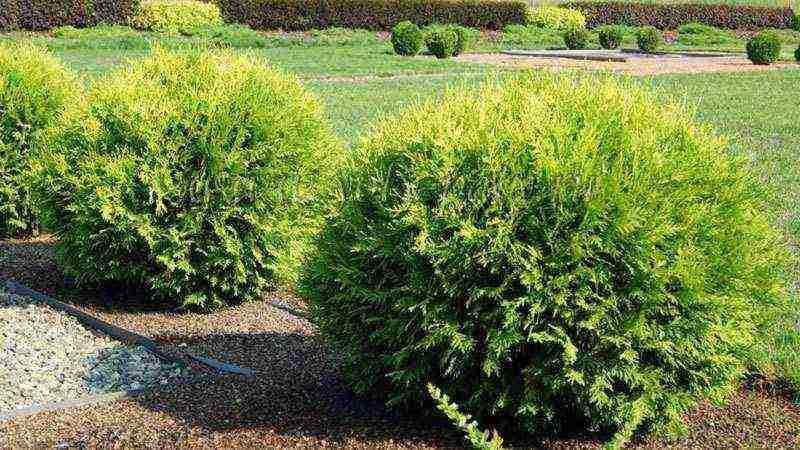 thuja reingold planting and care in the open field