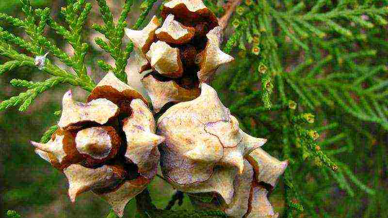 thuja reingold na pagtatanim at pangangalaga sa bukas na bukid