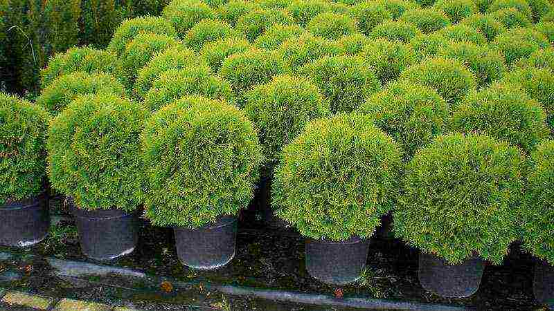 غرس thuja reingold والعناية في الحقل المفتوح