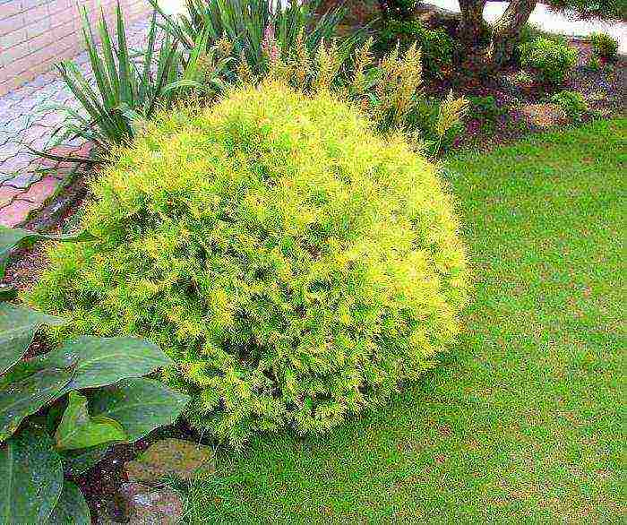 thuja reingold na pagtatanim at pangangalaga sa bukas na bukid