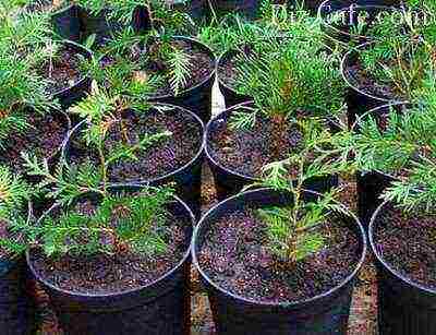 thuja garden planting and outdoor care
