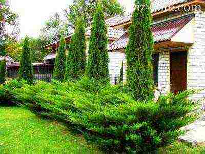 thuja garden planting and outdoor care