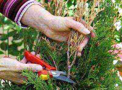 thuja garden planting and outdoor care