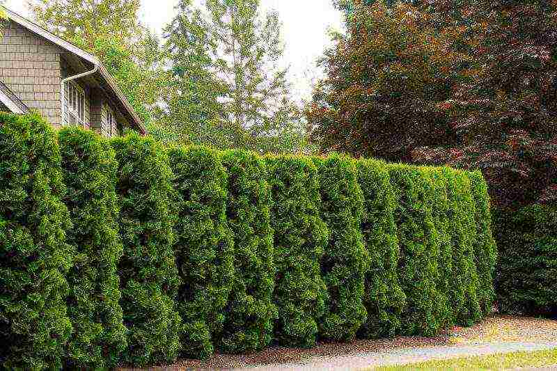 thuja garden planting and outdoor care