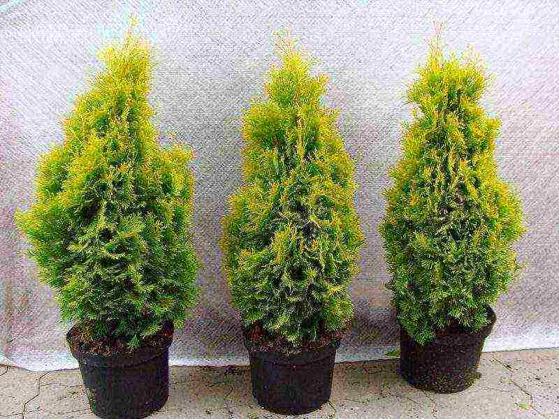 thuja garden planting and outdoor care