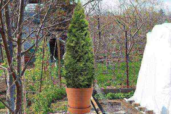 thuja garden planting and outdoor care