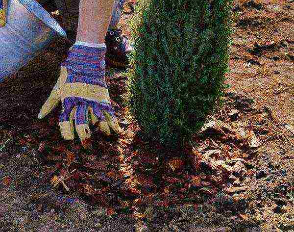 thuja garden planting and outdoor care