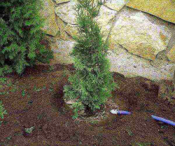 thuja garden planting and outdoor care