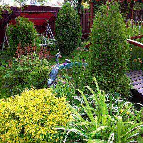 thuja garden planting and outdoor care