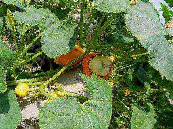 pumpkin decorative planting and care in the open field