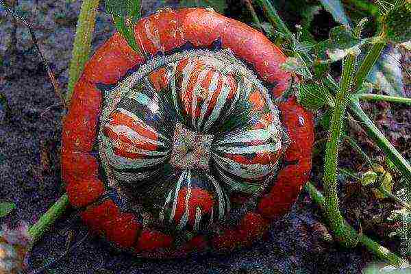 pumpkin decorative planting and care in the open field