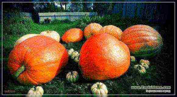 pumpkin decorative planting and care in the open field