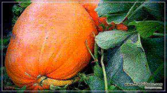 pumpkin decorative planting and care in the open field