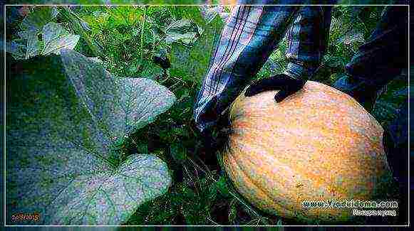 pumpkin decorative planting and care in the open field