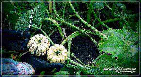 pumpkin decorative planting and care in the open field