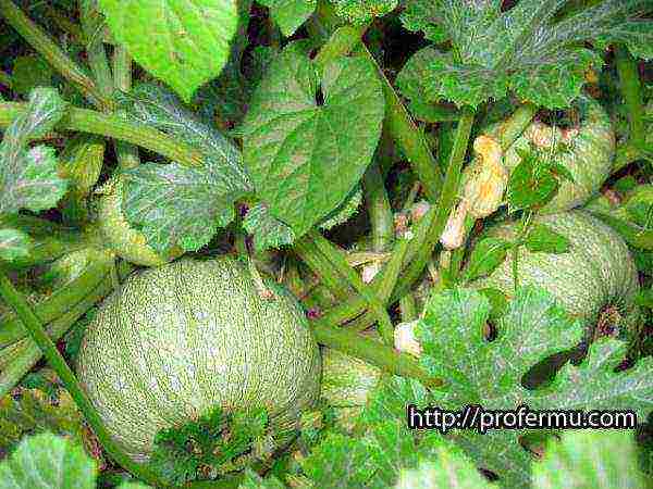 pumpkin gingerbread man planting and care in the open field