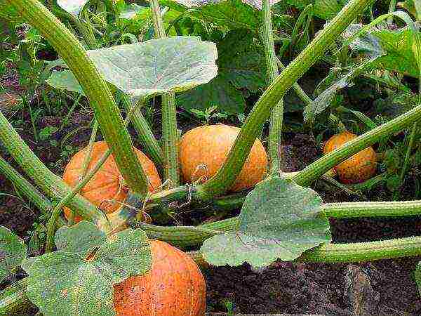 pumpkin gingerbread man planting and care in the open field