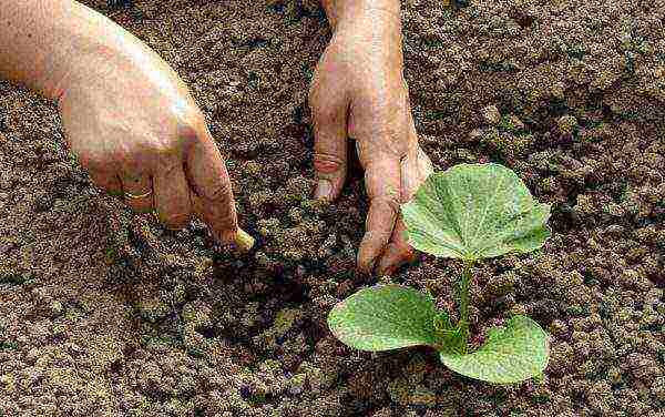 pumpkin gingerbread man planting and care in the open field