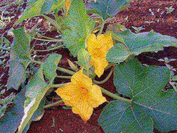 pumpkin gingerbread man planting and care in the open field