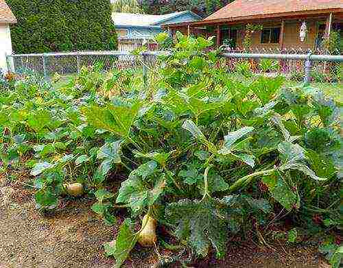 pumpkin gingerbread man planting and care in the open field