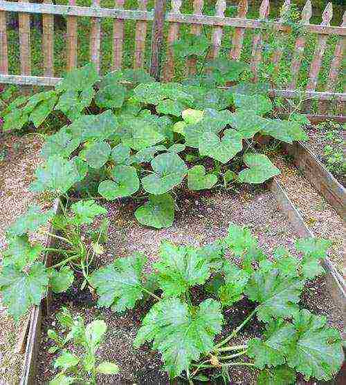 pumpkin gingerbread man planting and care in the open field