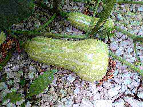 pumpkin gingerbread man planting and care in the open field