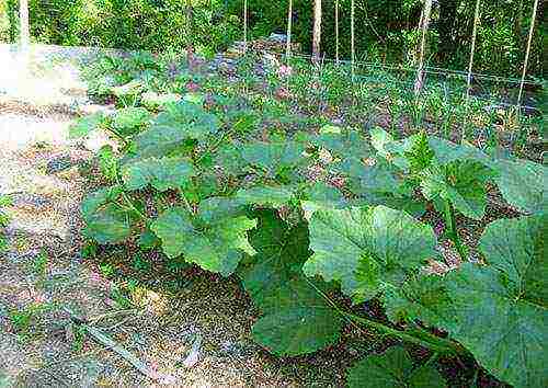 pumpkin gingerbread man planting and care in the open field