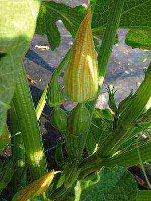 pumpkin gingerbread man planting and care in the open field