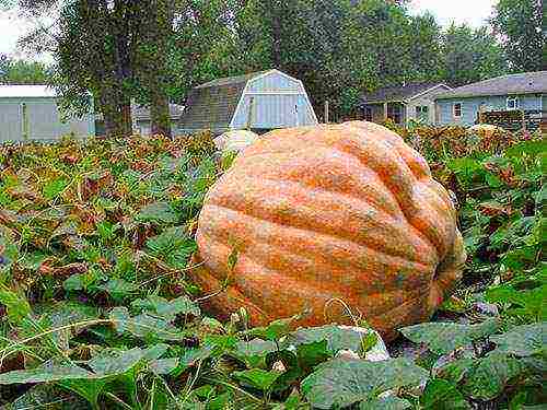 pumpkin gingerbread man planting and care in the open field