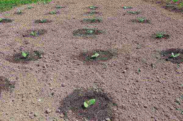 pumpkin gingerbread man planting and care in the open field