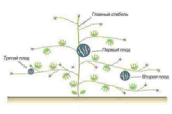 pumpkin planting and care in the open field terms