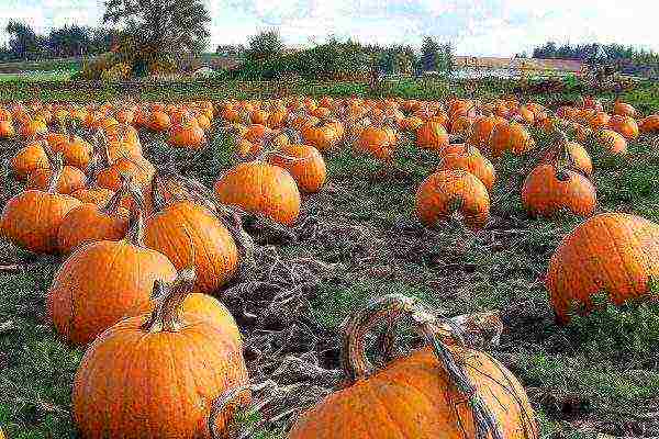 pumpkin planting and care in the open field terms