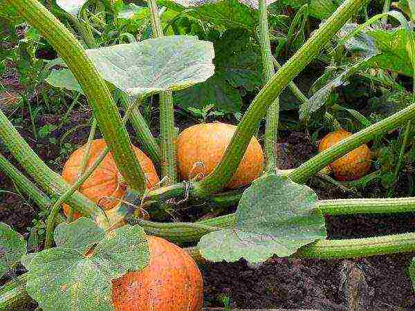 pumpkin planting and care in the open field terms
