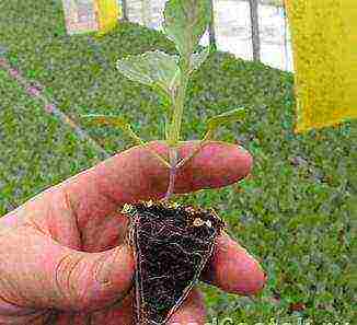 pumpkin planting and care in the open field in the Leningrad region